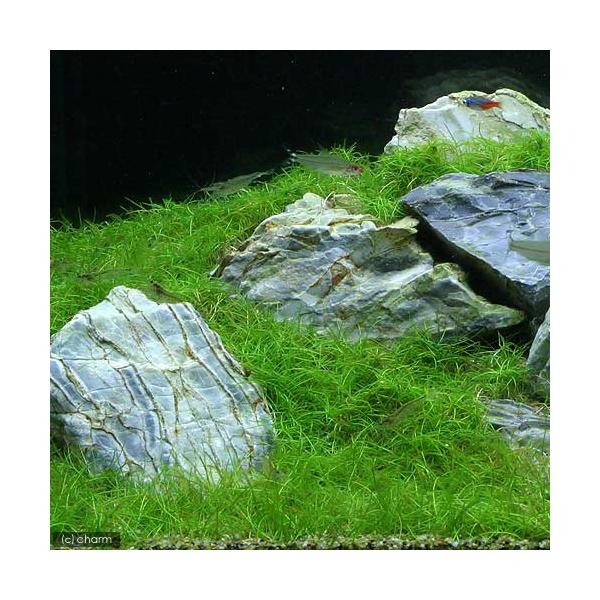 生き餌　えさ　アロワナ　えさ　大型魚エサ　爬虫類エサ　器具　餌　給餌器　生餌　爬虫類生餌　活き餌　活餌　活きエサ　イエコオロギ＆バグハウスセット　生餌セット　生餌育成　20240324　kak　イエコ　ハウスクリケット　ヨーロッパコオロギ　...