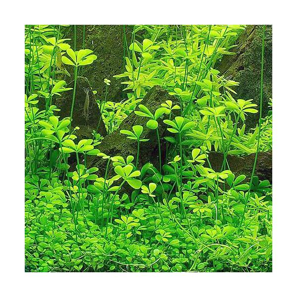 ijxgiN[o[itji_jiPpbNj