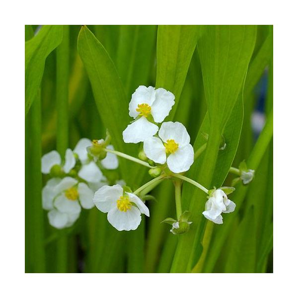 _gardening　水草　エキノとその近縁　後景　all_plants　wp_kywrd　20110328　水辺　bio_130715　oa614xnmガーデニング　植物　植物生体　ガーデニング生体　育て方　育成方法　栽培方法　抽水植物　...