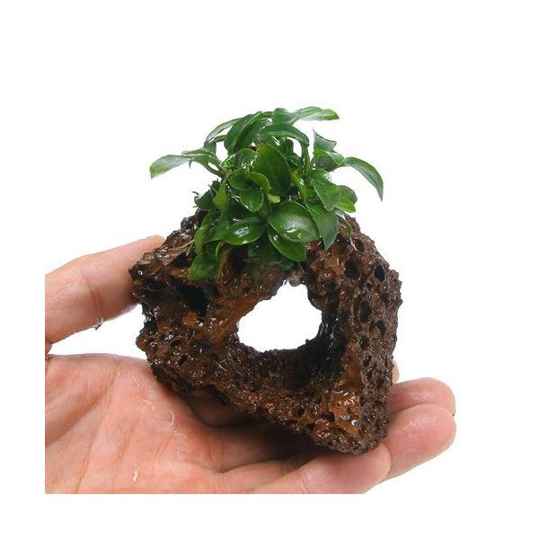 ijAkrAXii@v`@n΁itjiPj