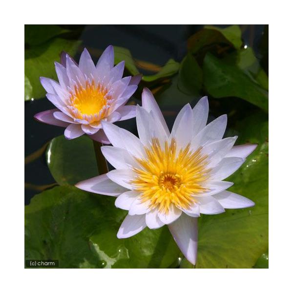 irIg[vj@@Mѐ@iXCjiW`Fj@uNiP|bgjiJSjixԁj