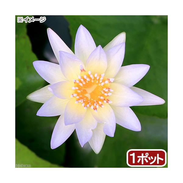 irIg[vj@@Mѐ@iXCjij@[@r[iP|bgjixԁj