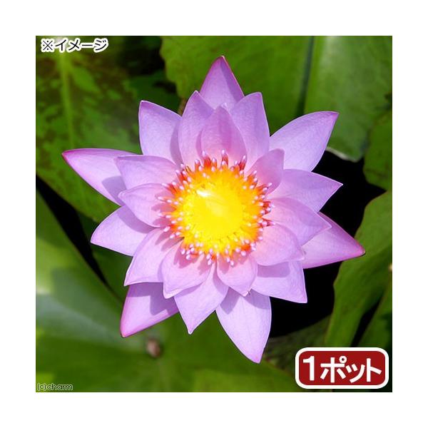 irIg[vj@@Mѐ@iXCjiWj@L[SiP|bgjiJSj