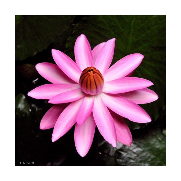 irIg[vj@@Mѐ@iXCj炫ij@[UEfEEm[`FiP|bgjixԁj