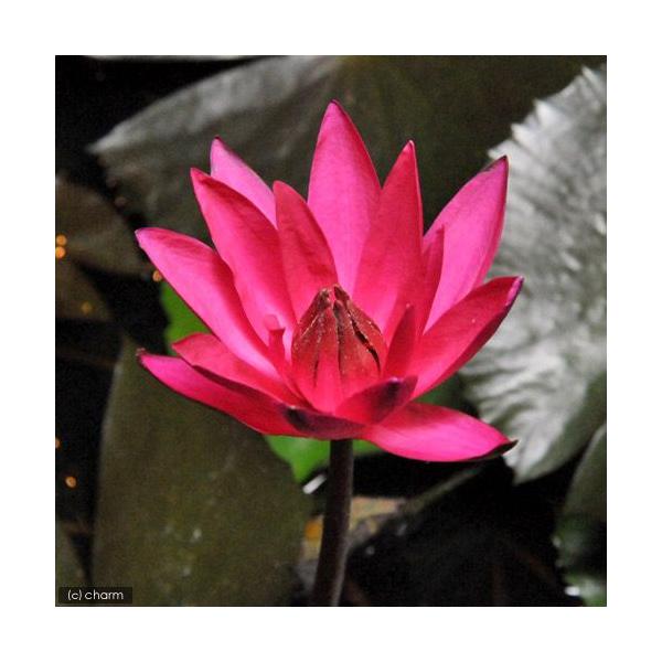 irIg[vj@@Mѐ@iXCj炫iԁj@WFjt@[@xbJiP|bgjixԁj