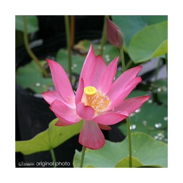 sfset　_aqua　_gardening　ビオトープ　ガーデニング　水辺植物　ハス　hasu_10bai0731　all_plants　tuihi_rotas0614　発芽待ちハス　set_hasu_redscarf　植物　植物生体　ガ...