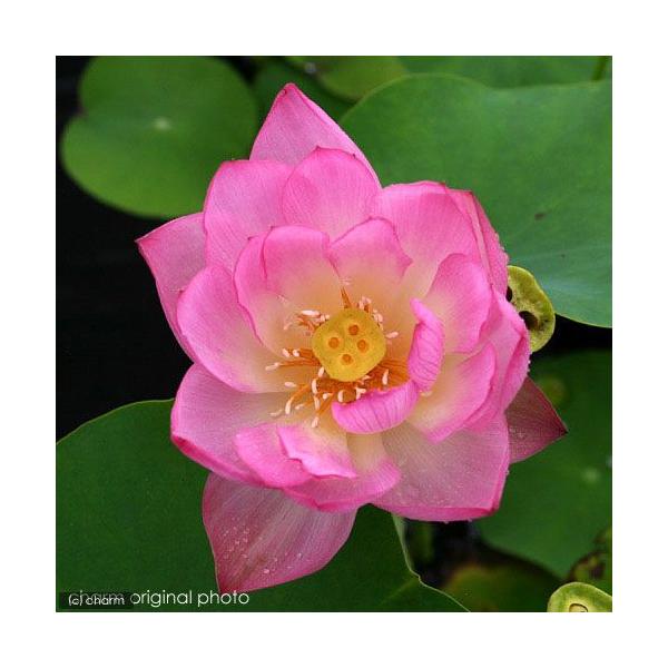 _aqua　sfset　_gardening　ビオトープ　ガーデニング　水辺植物　ハス　hasu_10bai0731　all_plants　tuihi_rotas0614　発芽待ちハス　set_hasu_lozeclose　植物　植物生体　...