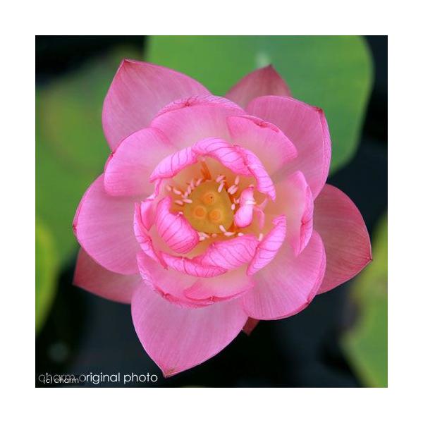 ビオトープ　ガーデニング　水辺植物　ハス　all_plants　tuihi_rotas0614　発芽待ちハス　set_hasu_hibana　xl15ba6rガーデニング　biobonus1　植物　植物生体　ガーデニング生体　育て方　育成方...