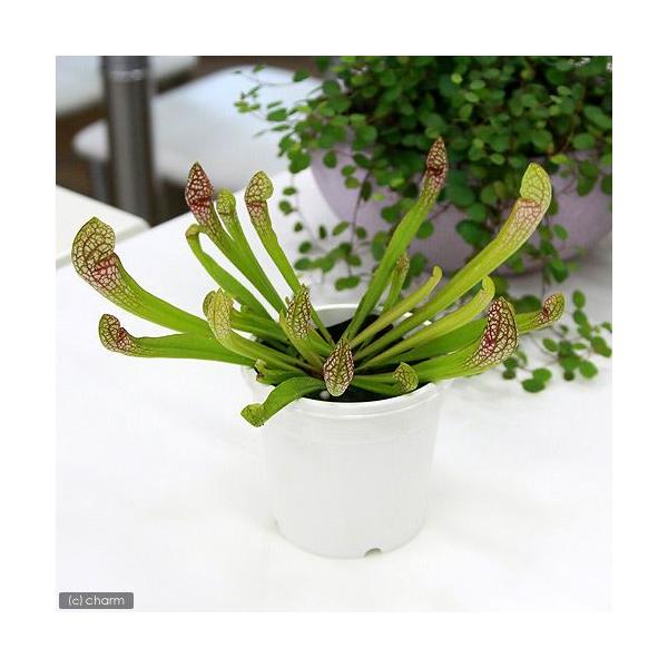_interior　_hachu　_kame　_gardening　観葉植物　園芸　ガーデニング　ビバリウム　アクアテラリウム　パルダリウム　食虫植物　ヘイシソウ　瓶子草　ピッチャープラント　Sarracenia　'Scarlet　Bell...