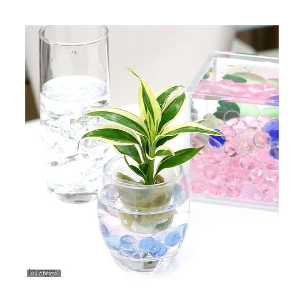 _kame　_hachu　観葉　ガーデニング　ビバリウム　アクアテラリウム　パルダリウム　水草リュウケツジュ　竜血樹　開運竹　ミリオンバンブー　Dracaena　sanderianaWhite　ハイドロカルチャー　オアシス苗　all_pla...