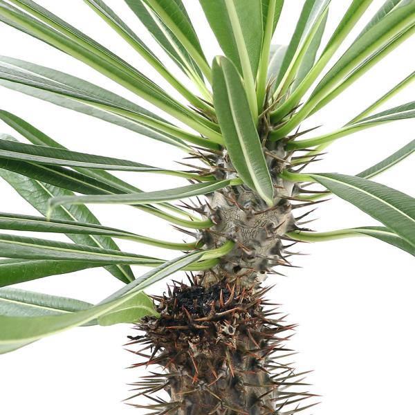 観葉植物 パキポディウム ラメリー」の人気商品一覧 | 安い商品を通販