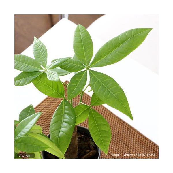 _gardening　観葉植物　ガーデニング　パンヤ科　アオイ科　パキラ属　アクアティカ　グラブラ　カイエンナッツ　Pachira　aquatica　glabra　３号　育て方　育成方法　栽培方法　opa2_delete　ittenmono...