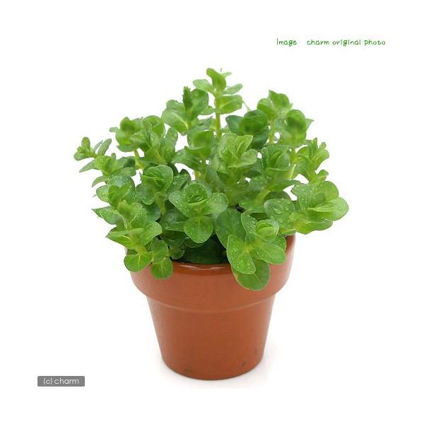 ij~jfĂ@O[^itji_jiPj