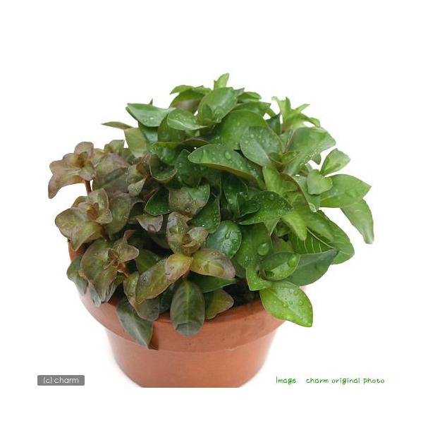 ijfĂ@񂹐A~bNXitji_jiRj