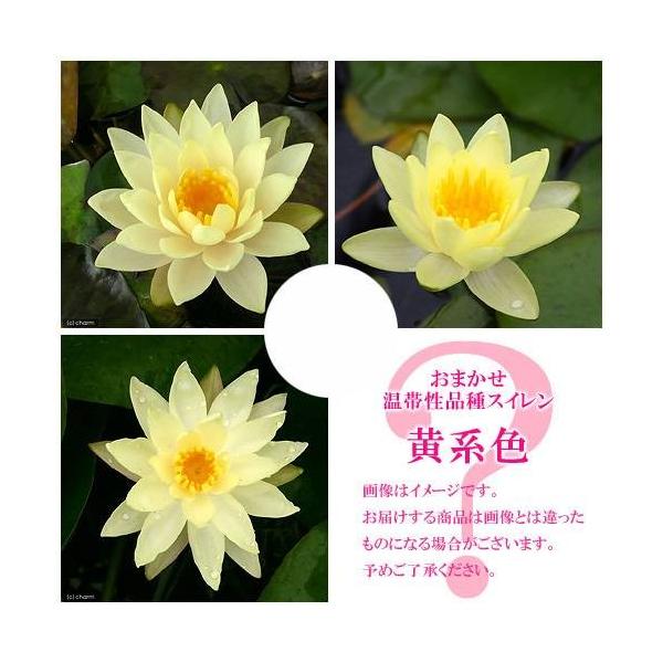 irIg[vj@@܂ѐi퐇@iXCj@nF@PiP|bgjixԁj