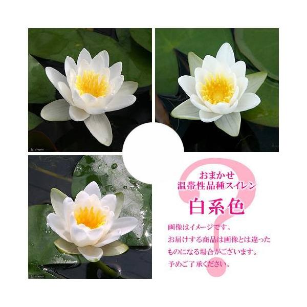 irIg[vj@@܂ѐi퐇@iXCj@nF@PiP|bgjixԁj