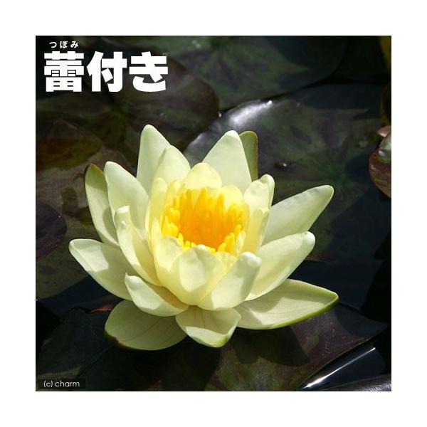 チャーム（charm） （ビオトープ）睡蓮 ☆蕾付き☆ 温帯性睡蓮