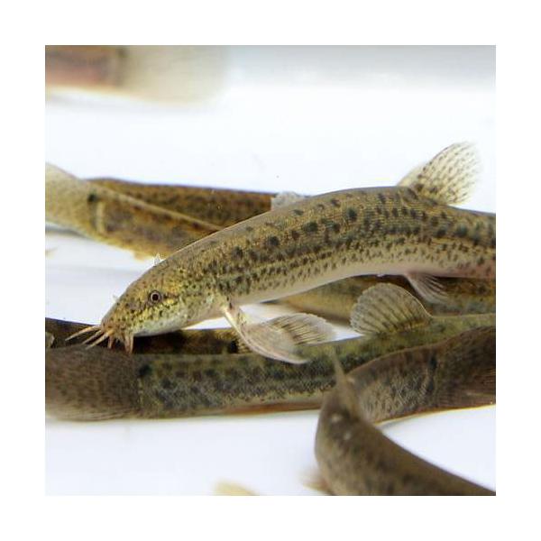 （淡水魚）死着保証あり　生餌　エサ用ドジョウ／どじょう　中国産　Ｓサイズ（３０匹）　活餌