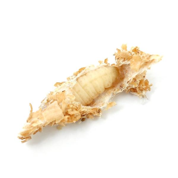 coollogist　夏季クール対応　_animal　_aqua　_kame　生き餌　えさ　アロワナ　minianimal　大型魚エサ　爬虫類エサ　器具　餌／給餌器　生餌／ブライン　爬虫類生餌　▼《生餌》ハニーワーム　Ｓサイズ　mil_ha...