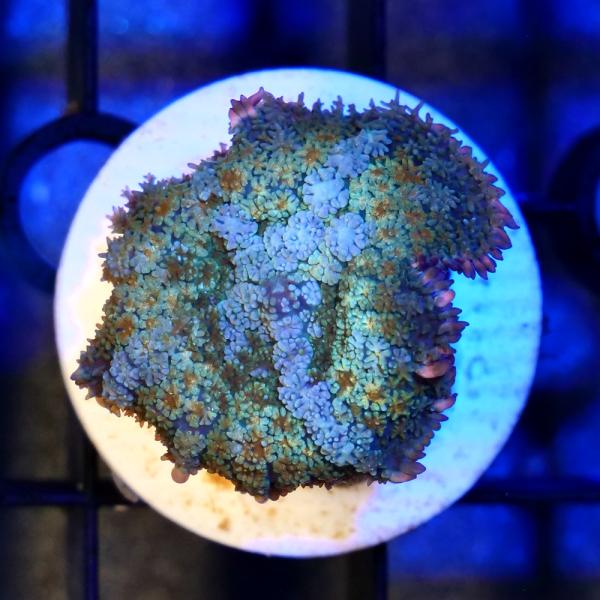 サンゴ）一点物 ディスクコーラルsp． フランケンシュタイン プラグ