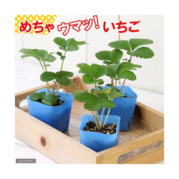 �i�ϗt�A���j�f�������e�@��ؕc�@�C�`�S�@�߂���E�}�b�I�������i�l�G����j�@�R���i�P�|�b�g�j�@�ƒ�؉��@�ʕ��@�t���[�c