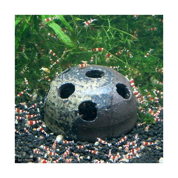 アクアリウム用品　_daily　熱帯魚・エビ他　アクア用品　水槽用アクセサリ　エビ用　益子焼　ビーシュリンプのお宿　小　炭化　器具　mashikoyaki　シェルター　益子焼シェルター　益子焼レイアウト品　mashiko_aqua　エビが喜...