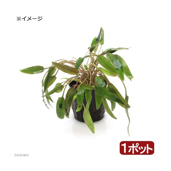 ijNvgRl@EFeB[@~IiP|bgj