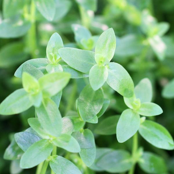 PF_SPQ　熱帯魚　_wp　mzks_winter01　_aqua　wptop4_190130