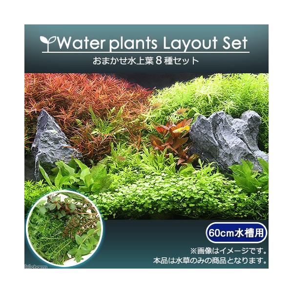 （水草）おまかせ水上葉　レイアウトセット　６０ｃｍ水槽用　８種（無農薬）（１パック）（水草説明書付）