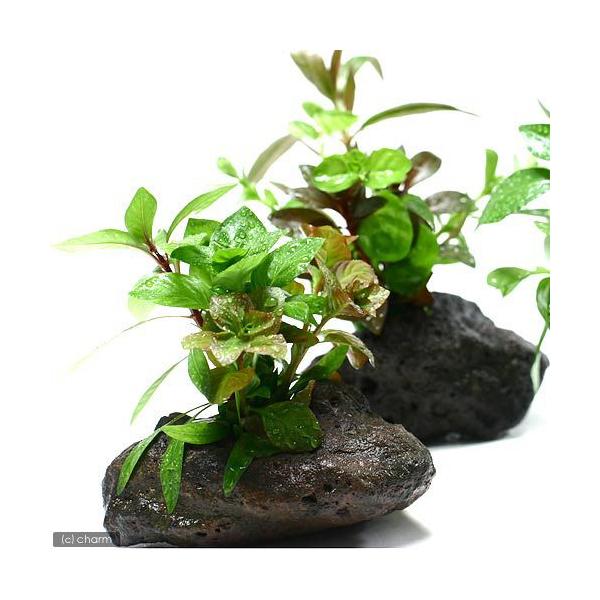 ijo@`@U@{TCitji_jiPj