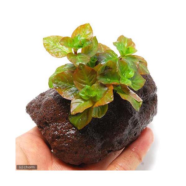 （水草）ルドウィジア　オバリス（ミズユキノシタ）（水上葉）穴あき溶岩石付（無農薬）（１個）