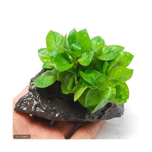 ijhEBWA@yX@O[itjnΕti_jiPj