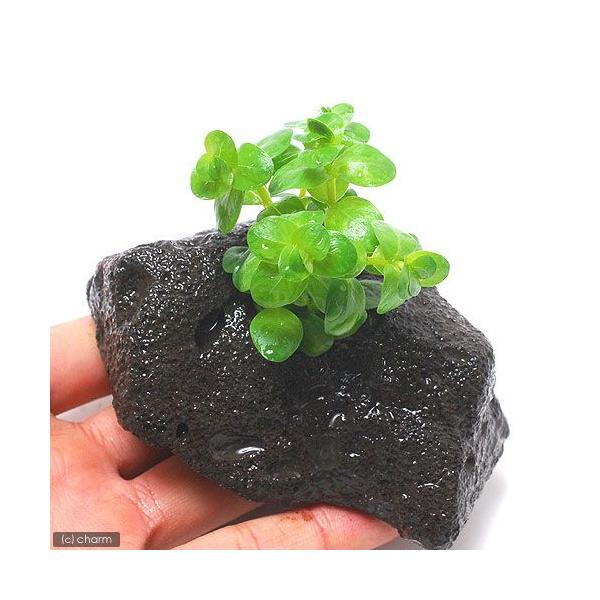 ijO[^itjnΕti_jiPj