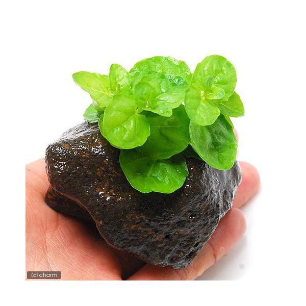 水草 カーナミン 水上葉 穴あき溶岩石付 無農薬 １個 Buyee Buyee 提供一站式最全面最專業現地yahoo Japan拍賣代bid代拍代購服務