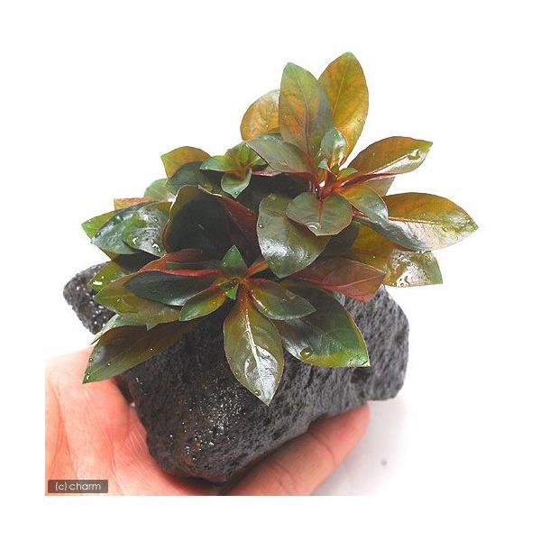 ijhEBWA@yX@ritjnΕti_jiPj