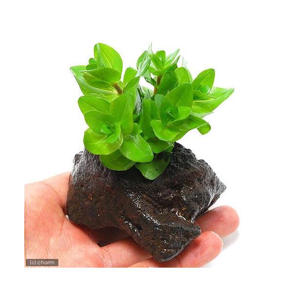 ウォーターバコパの人気商品 通販 価格比較 価格 Com