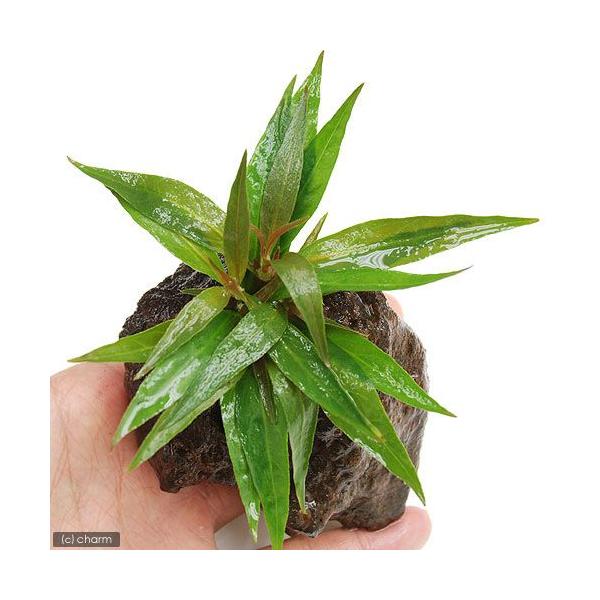 ijAeie@CL[@UGtHAitjnΕti_jiPj