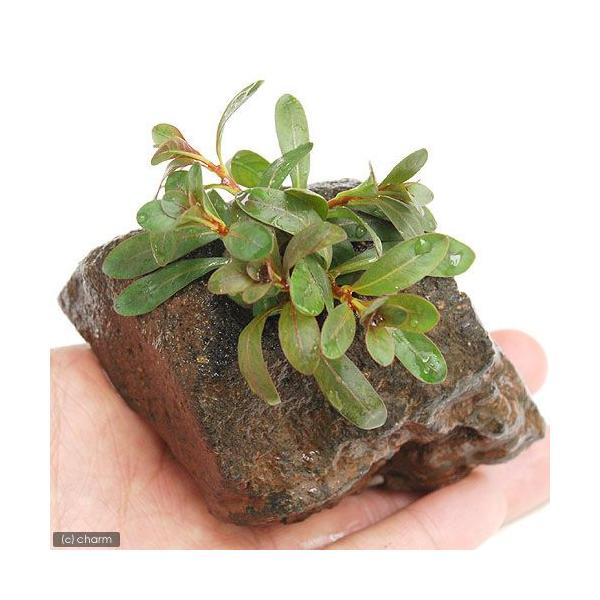 ijhEBWA@CNi[^itjnΕti_jiPj