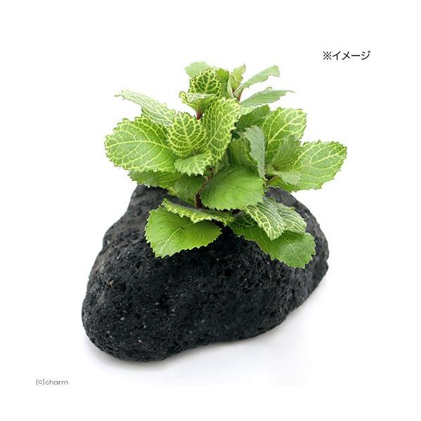 ijzCgEH[^[EBXeAitjnΕti_jiPj