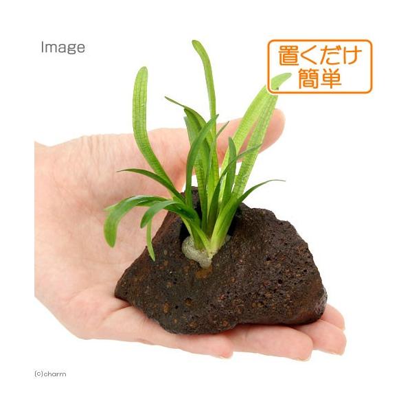 ijuȒP@sO~[`F[TW^A@nΕtitji_jiPj