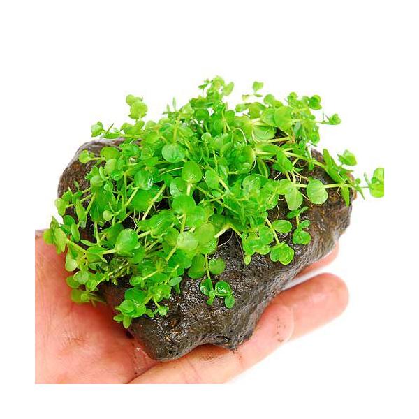 熱帯魚　_wp　中景草　横に広がる　ゴマノハグサ科　Ｓｃｒｏｐｈｕｌａｒｉａｃｅａｅ　水中葉　無農薬　20140108　KIX　_aqua　mzks_47house　pointyh51004seitai　point5wplants