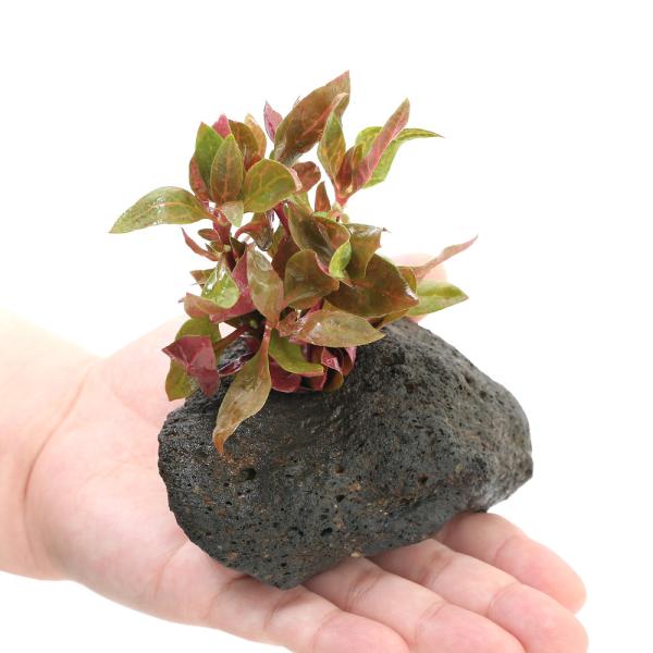 ijAeie@CL[@i`jitjnΕti_jiPj