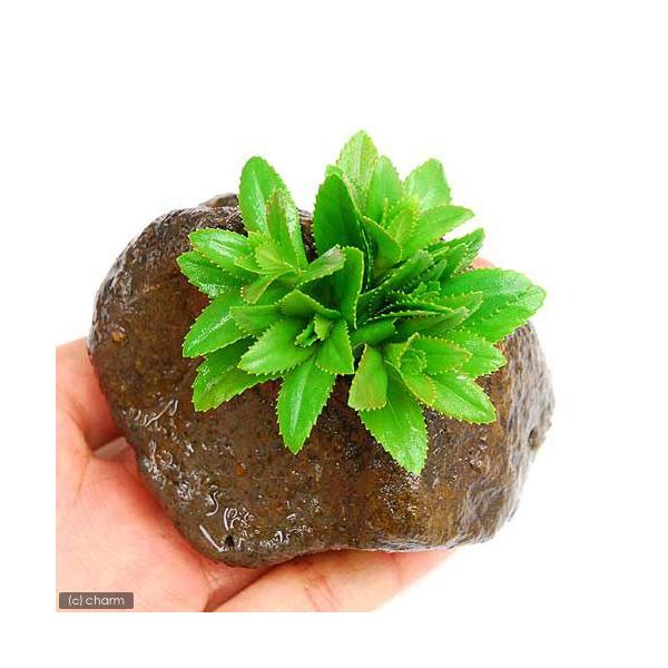 ijmtBDXJ@^Cv`itjnΕti_jiPj