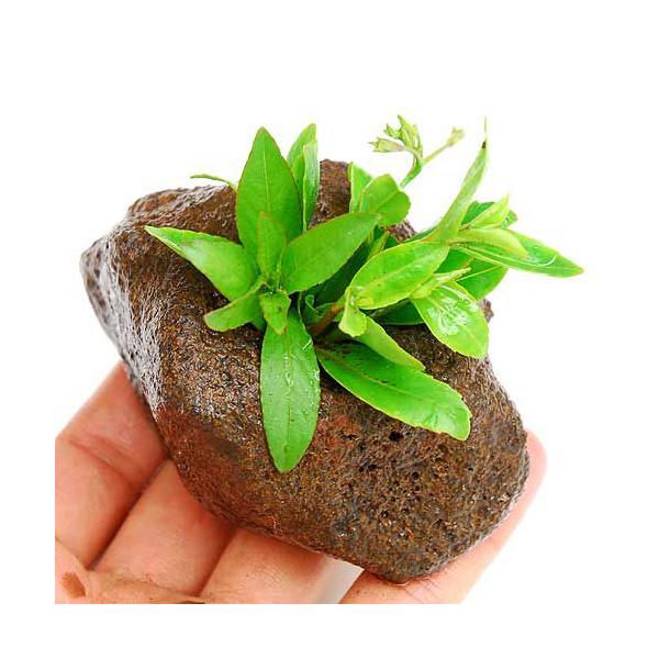 ij{lI@fjAitjnΕti_jiPj