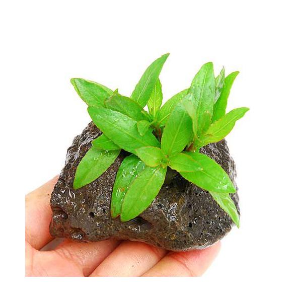 ij^CK[nCOitjnΕti_jiPj