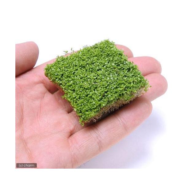 ijL[op[OXitjL[u^CviSji_jiPpbNj