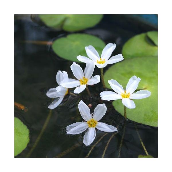 金魚・メダカ　_gardening　_wp　ビオトープ　水草　ニムファ類とその近縁　ニムフォイデス　アクアティカ　all_plants　wp_kywrd　バナナプラント　_aqua　浮葉植物　opa2_delete　ハナガガブタ　Ｎｙｍｐｈ...