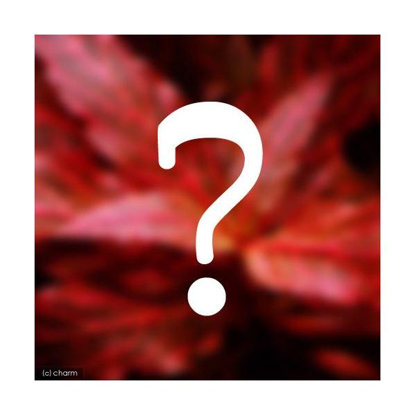 ij܂ԌnitjR×T{Zbgi_jivPT{j