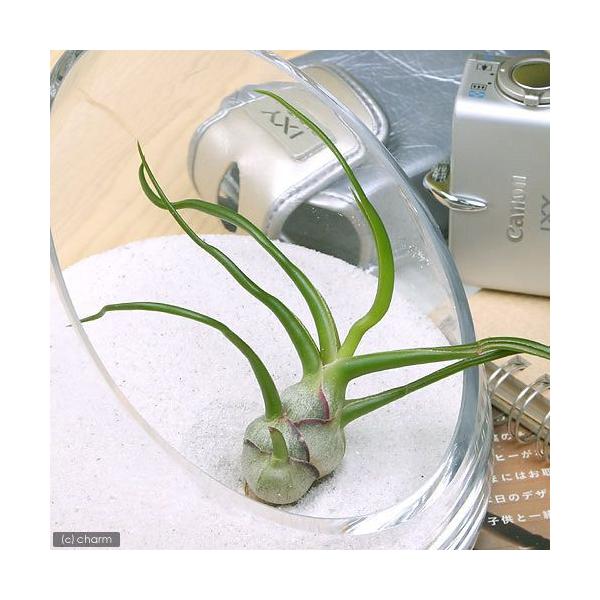 _kame　_hachu　インテリア　インテリア・雑貨　ガーデニング　観葉植物　園芸　ビバリウム　アクアテラリウム　パルダリウム　アリ植物　両爬向き植物　パイナップル科　ハナアナナス属　着生植物　エアブロメリア　エアプランツ　ティランジア　...