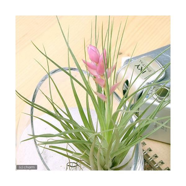 _kame　_hachu　_gardening　インテリア　インテリア・雑貨　ガーデニング　観葉植物　園芸　ビバリウム　アクアテラリウム　パルダリウム　両爬向き植物　パイナップル科　ハナアナナス属　着生植物　エアブロメリア　エアプランツ　テ...